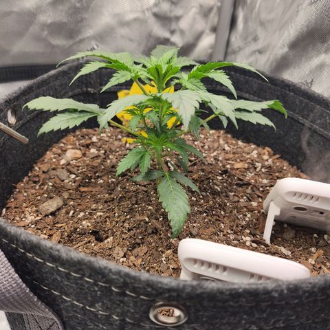 Super Silver Haze pot #2 growlog timeline photo