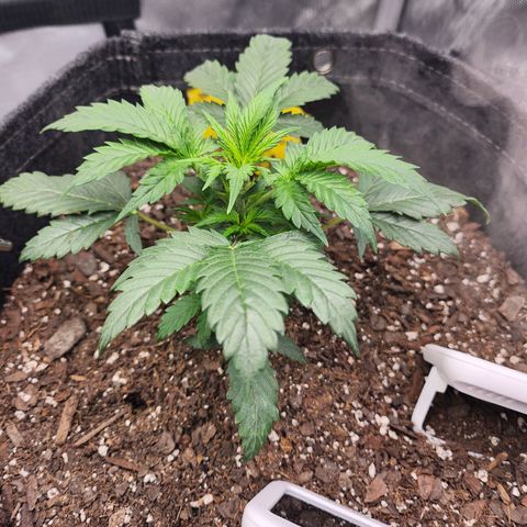 Super Silver Haze pot #2 growlog timeline photo