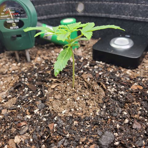 Super Silver Haze pot #1 growlog timeline photo