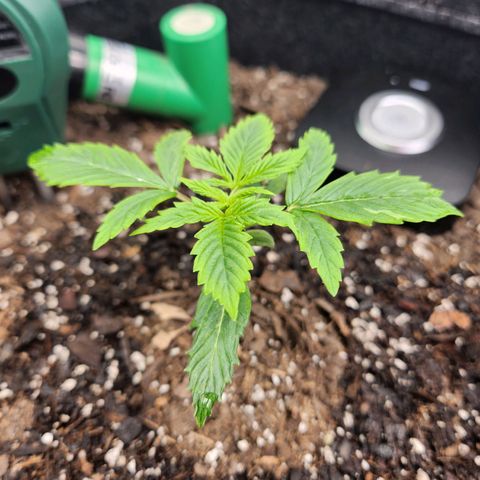 Super Silver Haze pot #1 growlog timeline photo