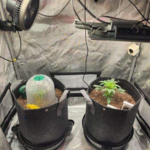 Super Silver Haze pot #1 growlog timeline photo