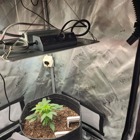 Super Silver Haze pot #1 growlog timeline photo
