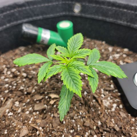 Super Silver Haze pot #1 growlog timeline photo