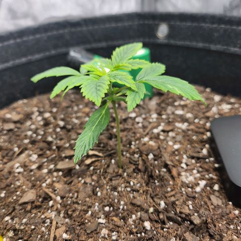 Super Silver Haze pot #1 growlog timeline photo