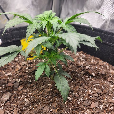 Super Silver Haze pot #2 growlog timeline photo