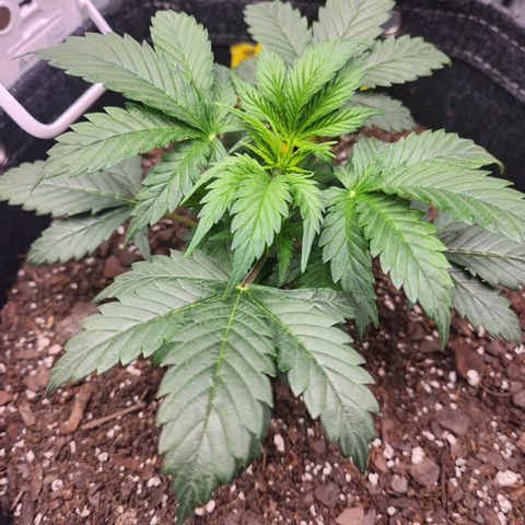 Super Silver Haze pot #2 growlog timeline photo
