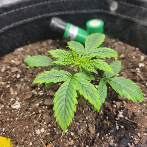 Super Silver Haze pot #1 growlog photo: Coming along.  This is after work. So doesn't seem too upset at getting water so far.