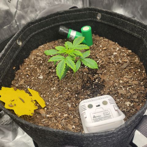 Super Silver Haze pot #1 growlog photo: Coming along.  This is after work. So doesn't seem too upset at getting water so far.