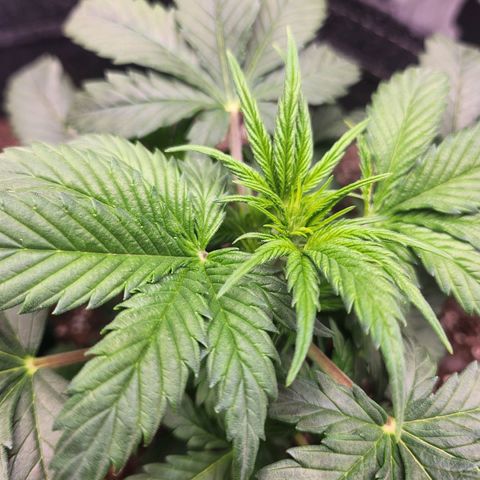 Super Silver Haze pot #2 growlog photo: I'm starting to see what I believe to be the identifiable traits of the female cannabis plant.  No balls!
