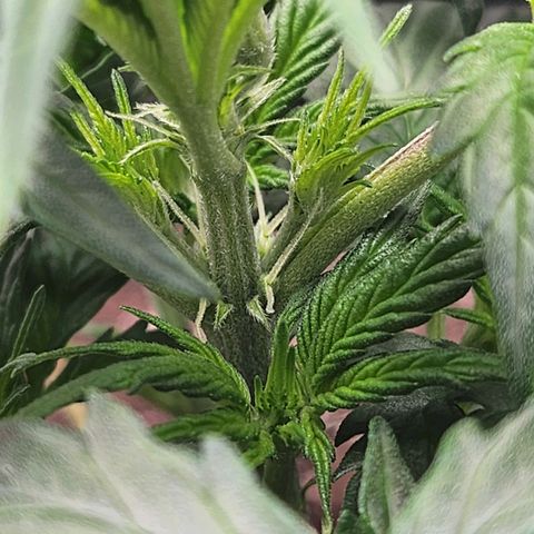 Super Silver Haze pot #2 growlog photo: I'm starting to see what I believe to be the identifiable traits of the female cannabis plant.  No balls!