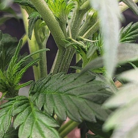 Super Silver Haze pot #2 growlog photo: I'm starting to see what I believe to be the identifiable traits of the female cannabis plant.  No balls!