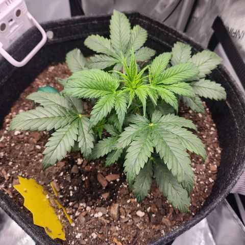 Super Silver Haze pot #2 growlog photo: I'm starting to see what I believe to be the identifiable traits of the female cannabis plant.  No balls!