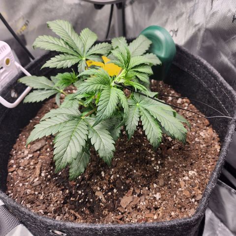 Super Silver Haze pot #2 growlog timeline photo