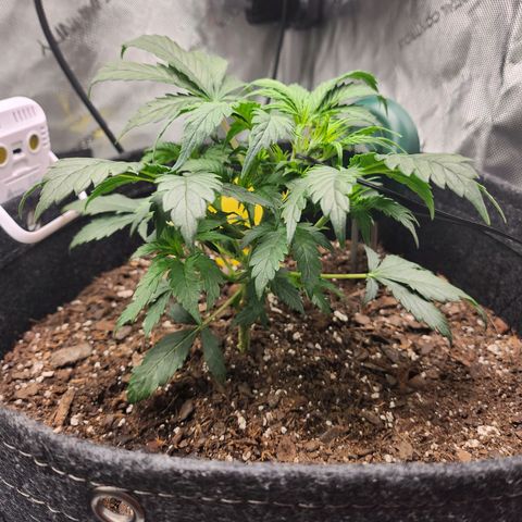Super Silver Haze pot #2 growlog timeline photo