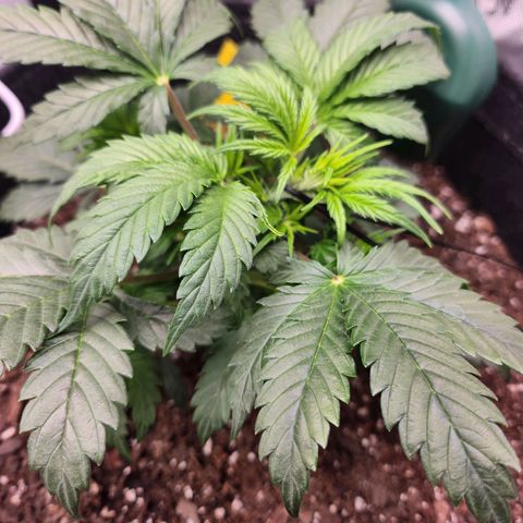 Super Silver Haze pot #2 growlog timeline photo