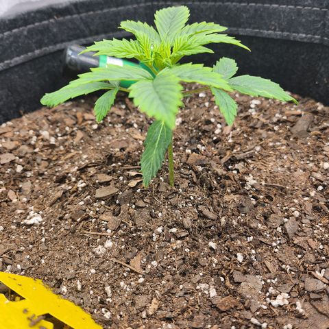 Super Silver Haze pot #1 growlog timeline photo