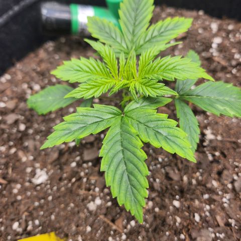 Super Silver Haze pot #1 growlog timeline photo