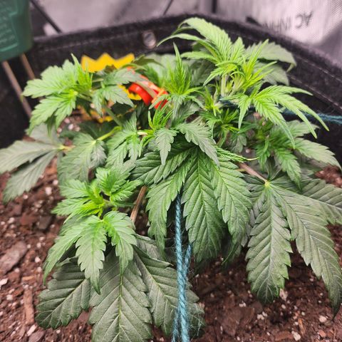 Super Silver Haze pot #2 growlog photo: Replaced ties with string.  Felt like it was softer and wouldn't cut the stem.  Got advice on discord and did a little more LST.  Tucked some leaves to promote other grow spots. 