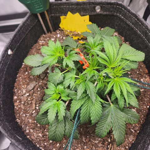 Super Silver Haze pot #2 growlog photo: Replaced ties with string.  Felt like it was softer and wouldn't cut the stem.  Got advice on discord and did a little more LST.  Tucked some leaves to promote other grow spots. 