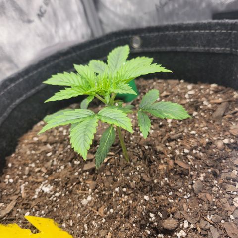 Super Silver Haze pot #1 growlog timeline photo