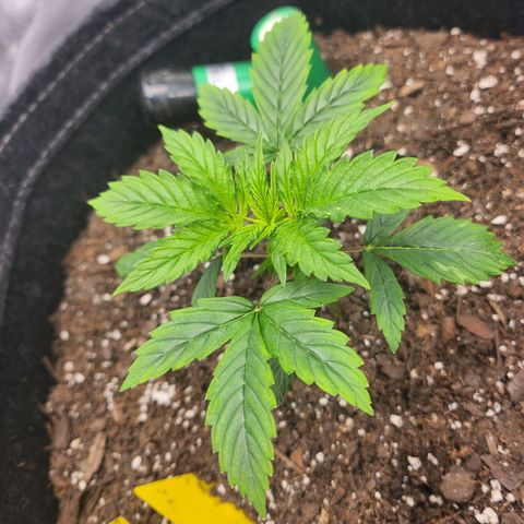 Super Silver Haze pot #1 growlog timeline photo