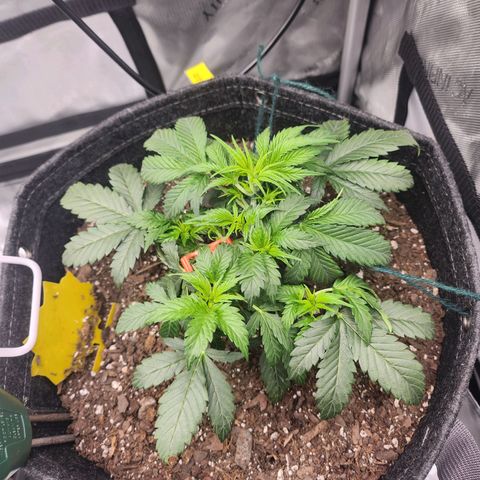 Super Silver Haze pot #2 growlog timeline photo