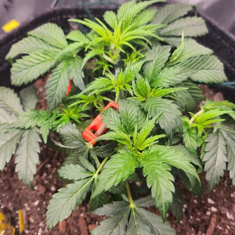 Super Silver Haze pot #2 growlog timeline photo