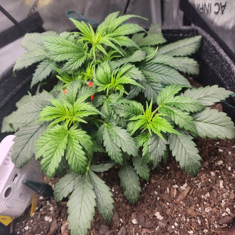 Super Silver Haze pot #2 growlog timeline photo