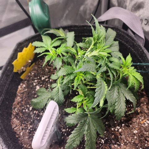 Super Silver Haze pot #2 growlog timeline photo