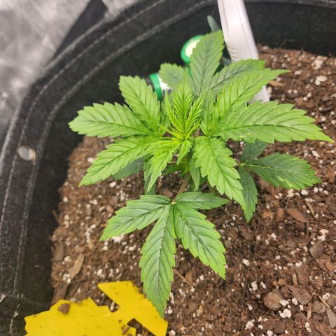 Super Silver Haze pot #1 growlog timeline photo