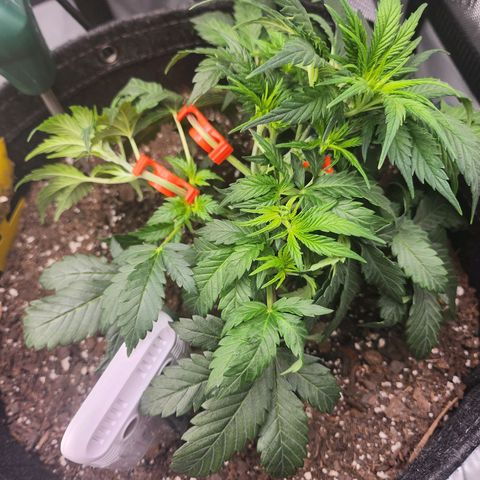Super Silver Haze pot #2 growlog timeline photo