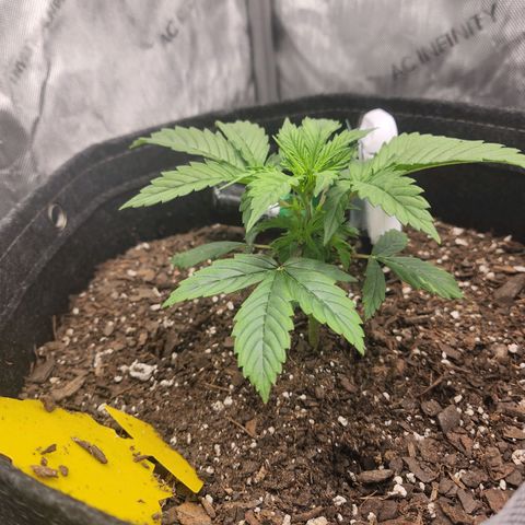Super Silver Haze pot #1 growlog timeline photo