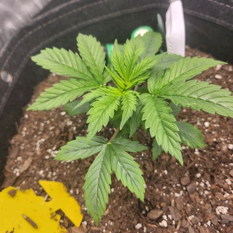Super Silver Haze pot #1 growlog timeline photo