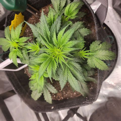Super Silver Haze pot #2 growlog timeline photo