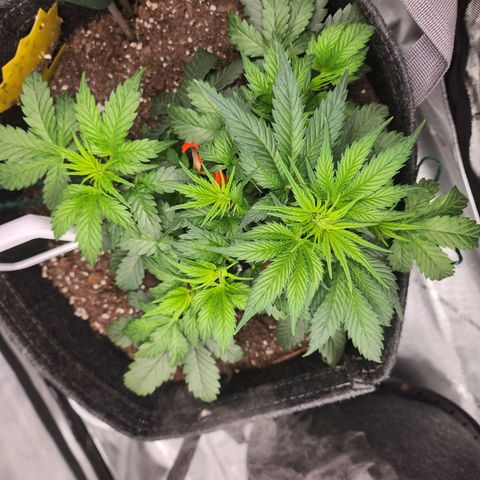 Super Silver Haze pot #2 growlog timeline photo