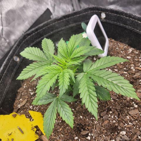 Super Silver Haze pot #1 growlog timeline photo