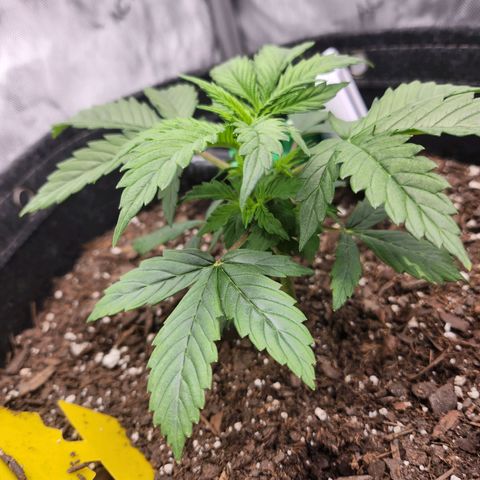 Super Silver Haze pot #1 growlog timeline photo
