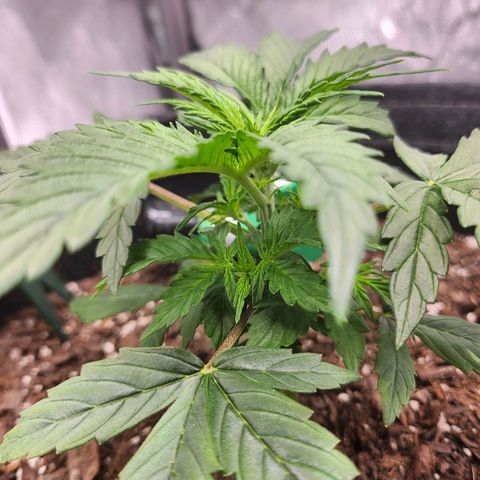 Super Silver Haze pot #1 growlog timeline photo