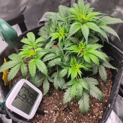 Super Silver Haze pot #2 growlog timeline photo