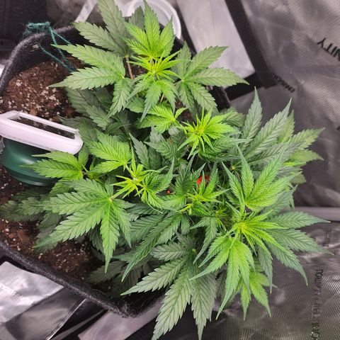 Super Silver Haze pot #2 growlog timeline photo