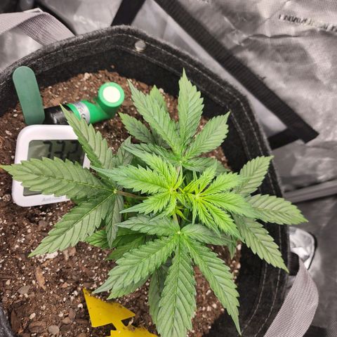 Super Silver Haze pot #1 growlog timeline photo