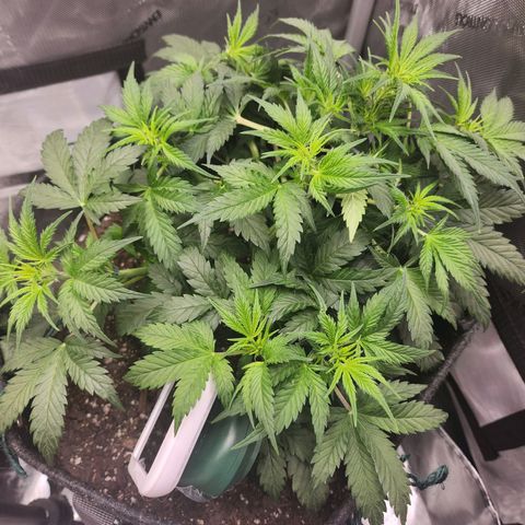 Super Silver Haze pot #2 growlog timeline photo