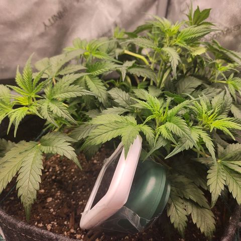 Super Silver Haze pot #2 growlog timeline photo