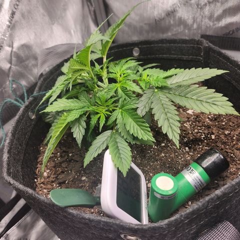 Super Silver Haze pot #1 growlog timeline photo
