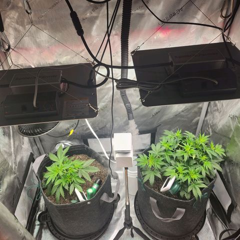 Super Silver Haze pot #1 growlog timeline photo