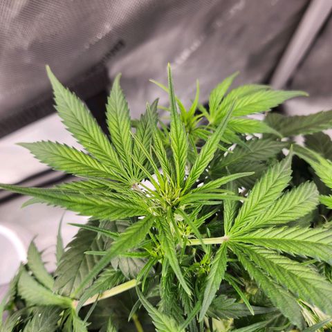 Super Silver Haze pot #2 growlog timeline photo