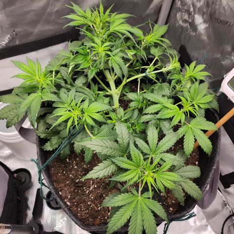 Super Silver Haze pot #2 growlog timeline photo