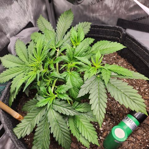 Super Silver Haze pot #1 growlog timeline photo