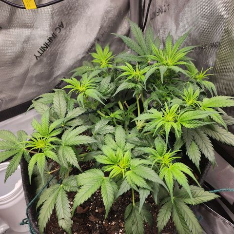 Super Silver Haze pot #2 growlog timeline photo