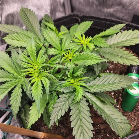 Super Silver Haze pot #1 growlog timeline photo